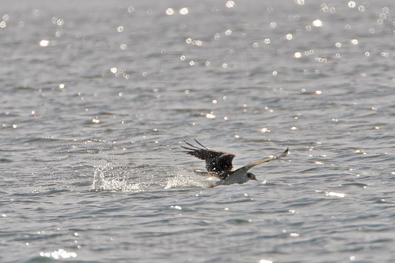 _MG_1189 Osprey.jpg