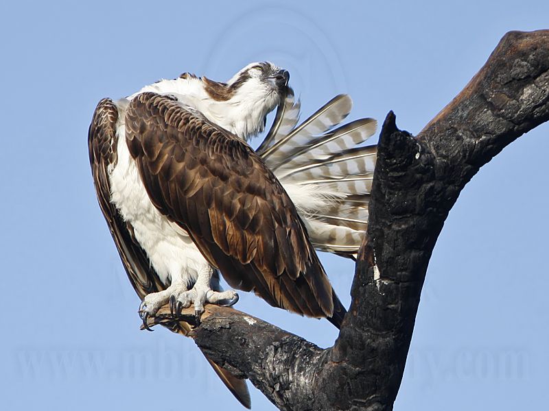 _MG_8036 Osprey.jpg