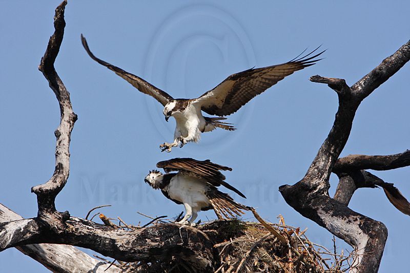 _MG_8876 Osprey.jpg