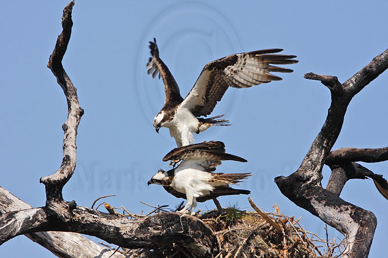 _MG_8877 Osprey.jpg