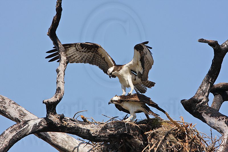_MG_8878 Osprey.jpg