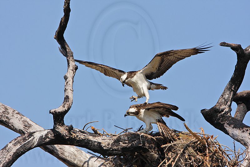 _MG_8879 Osprey.jpg