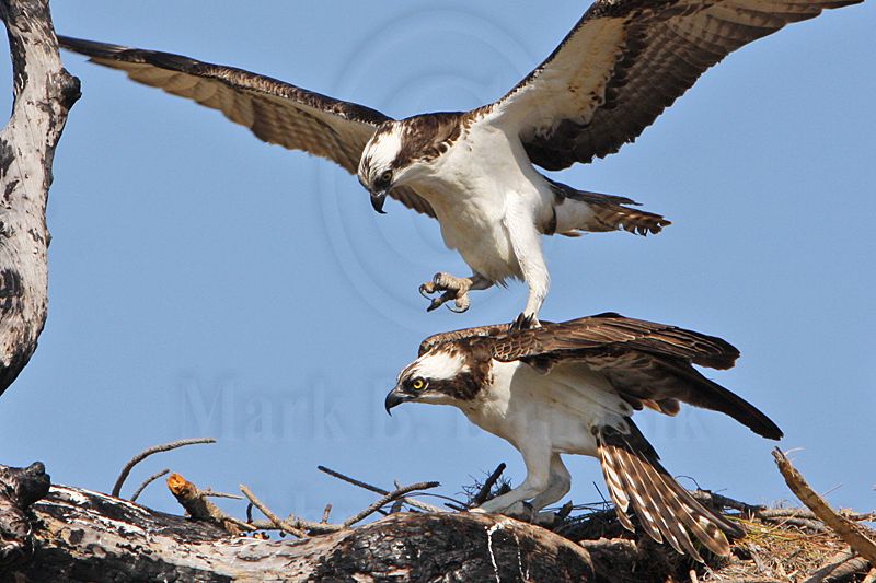 _MG_8879crop Osprey.jpg