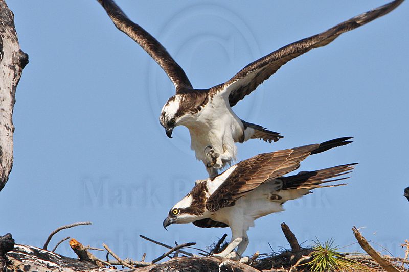 _MG_8882crop Osprey.jpg