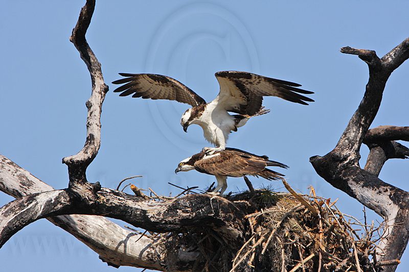 _MG_8884 Osprey.jpg