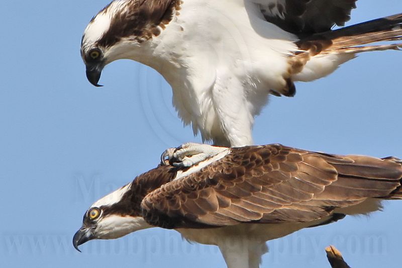 _MG_8885crop Osprey.jpg