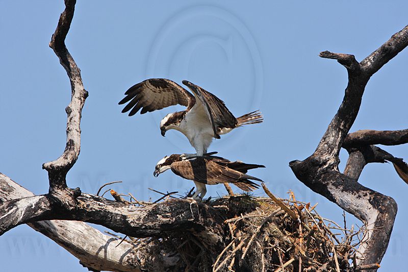 _MG_8888 Osprey.jpg