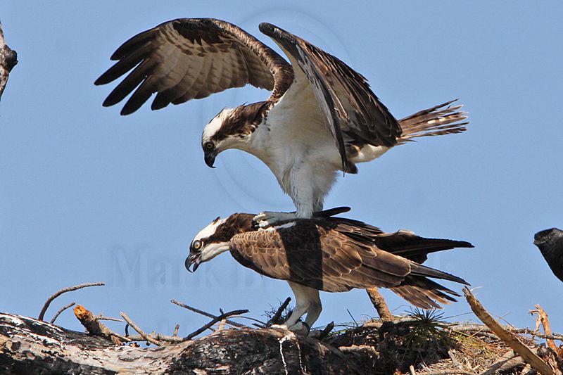 _MG_8888crop Osprey.jpg
