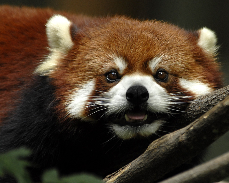 Red Panda