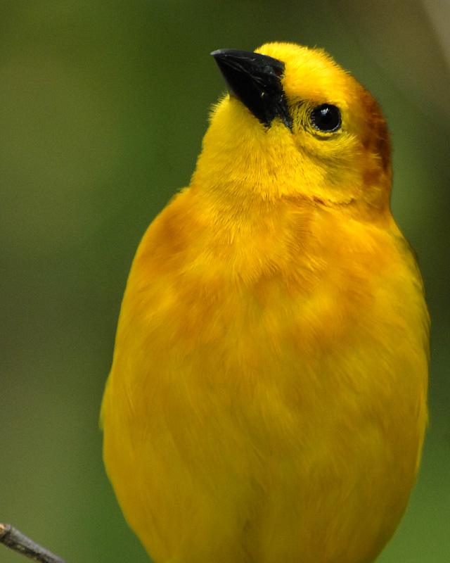 African Weaver Bird