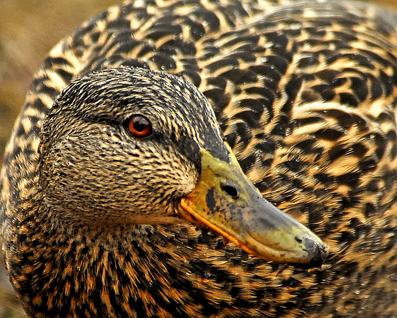 Mallard Duck-female