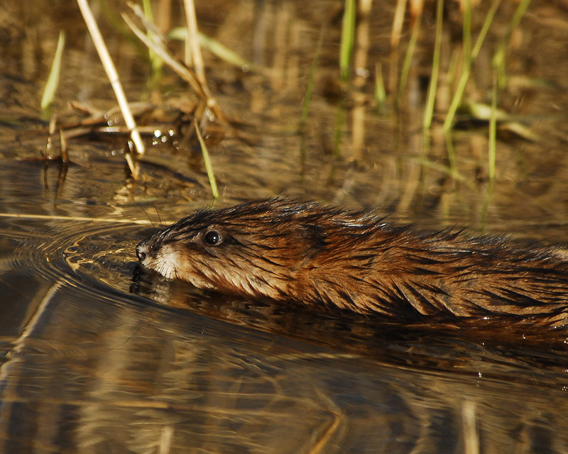 Muskrat
