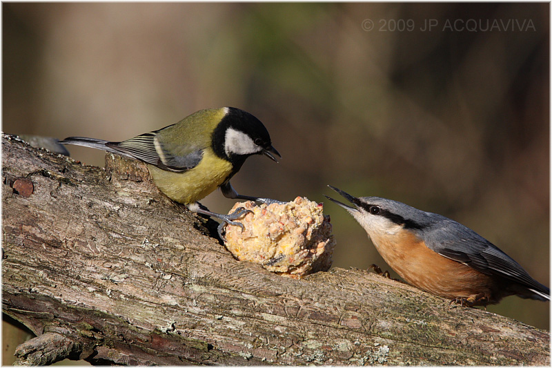 tit and nuthatch - msange et sittelle