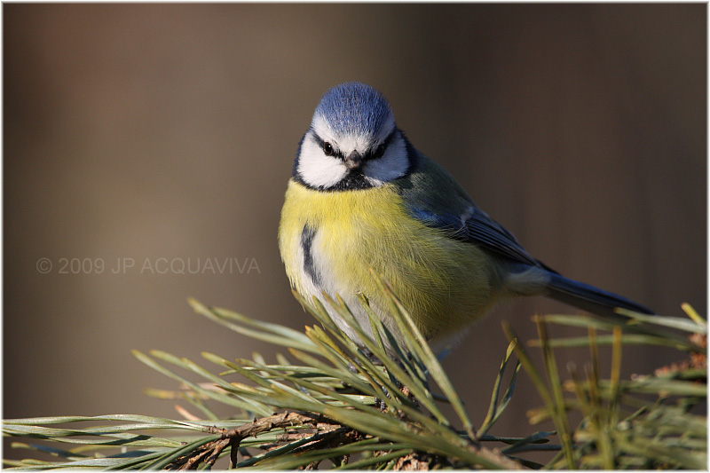 msange bleue - blue tit.JPG