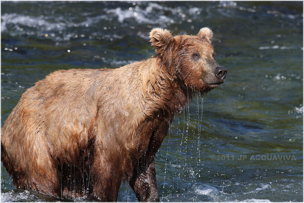 brown bear 5233.jpg