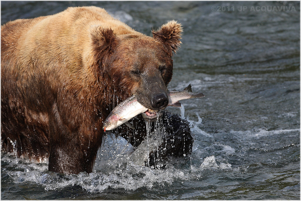 fishing bear 5797.jpg