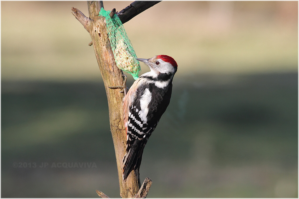 Pic epeiche - Great spotted woodpecker.JPG