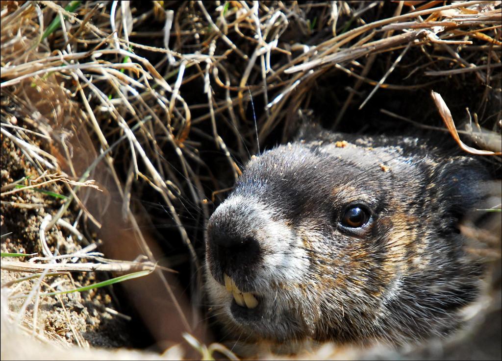 Maman Marmotte