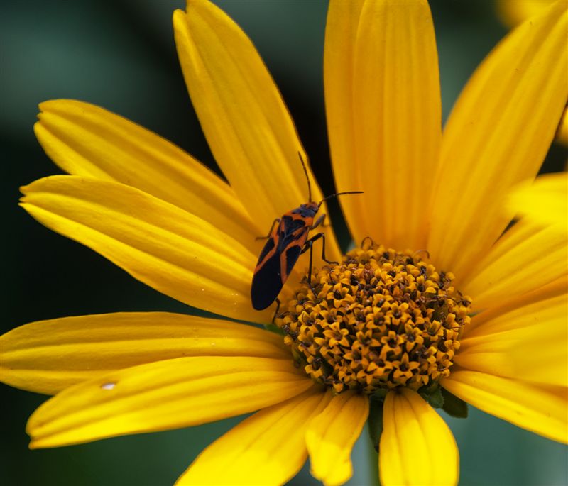 Bug on flower