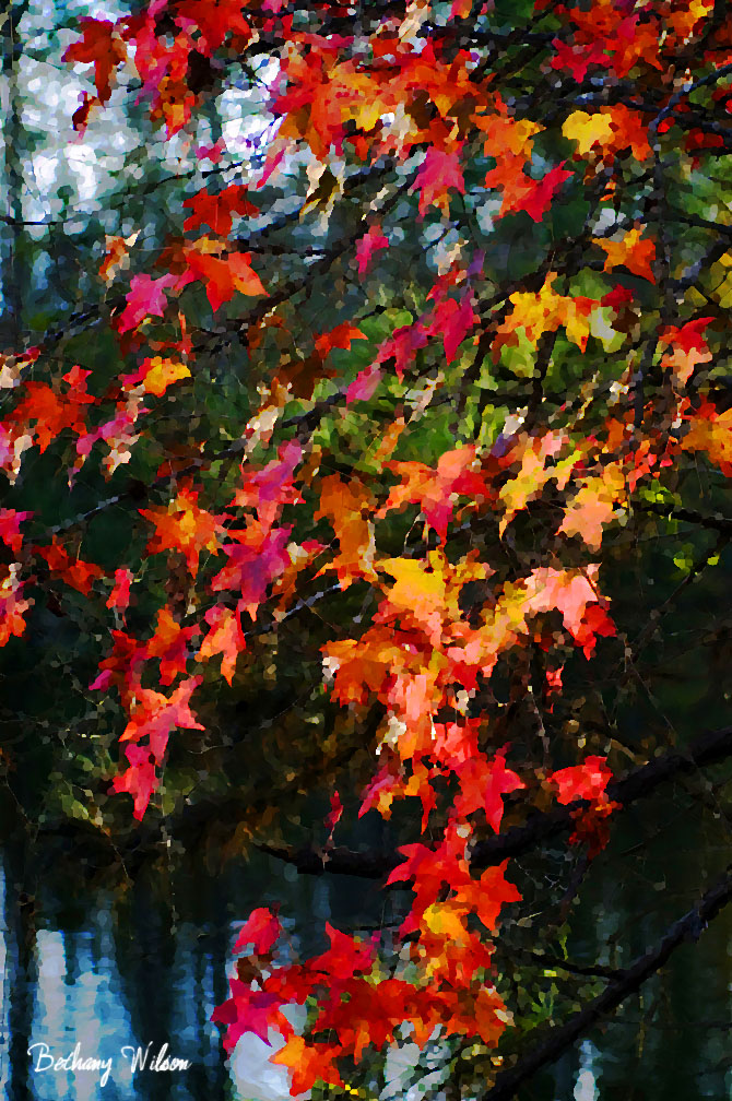 autumn splendor