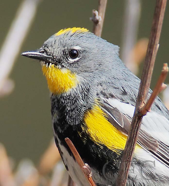 Yellow-rumped Warbler, male breeding plumage, NileDPP_10027589 copy.jpg
