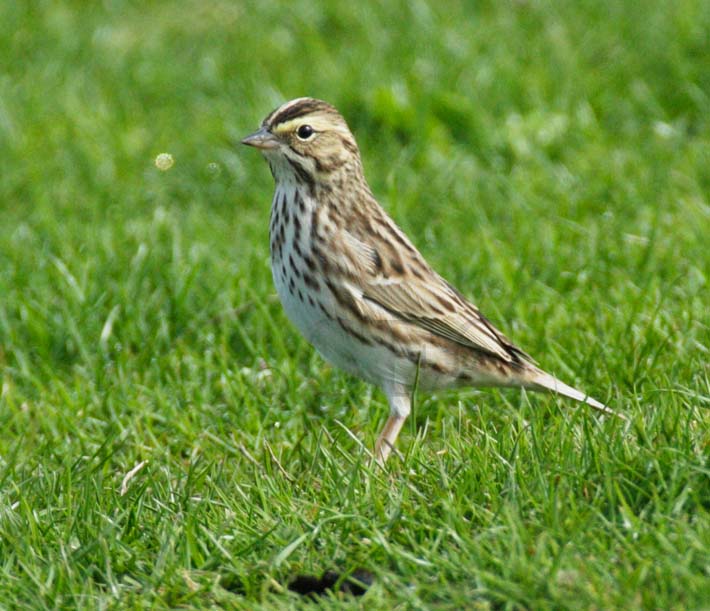 Savanna Sparrow, Seattle   DPP_16015343 copy.jpg