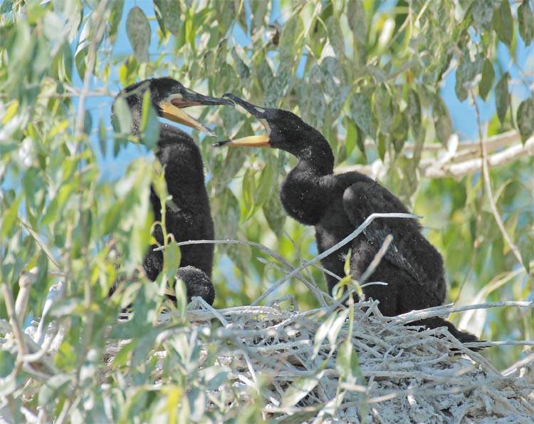 Double Crested Cormorants, Siblings DPP_1034098 copy.jpg