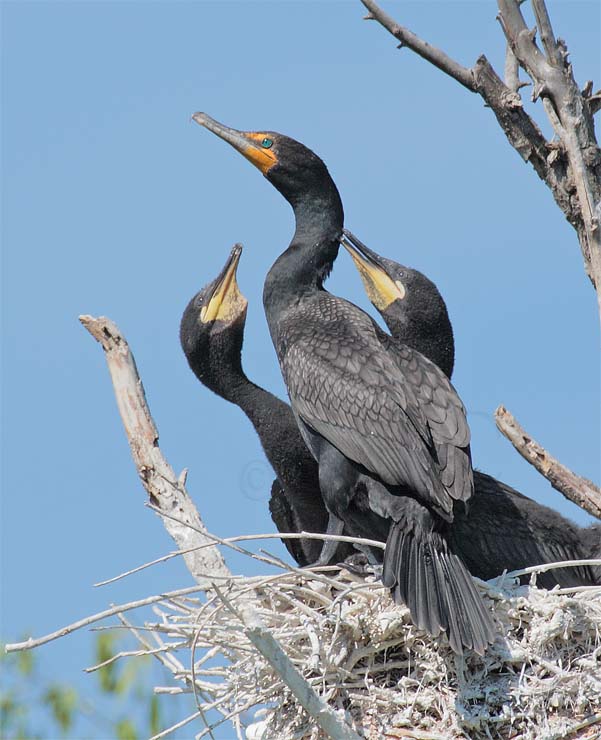 Double Crested Cormorants, Chicks begging parent at center DPP_1034142 copy.jpg