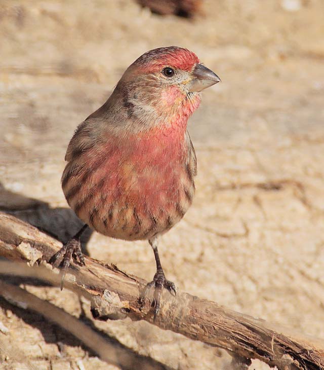 House Finch, male DPP_1042702 copy.jpg