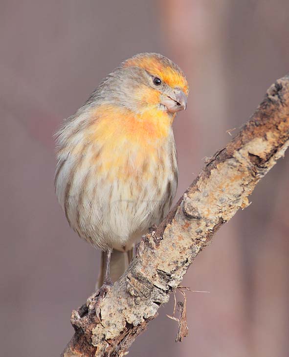 House Finch, male DPP_1042703 copy.jpg