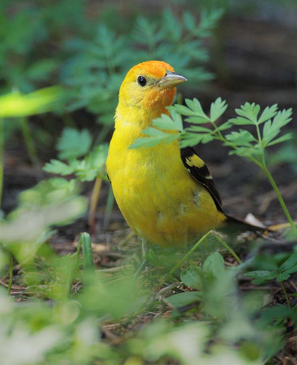 Western Tanager, male DPP_10038219 copy.jpg