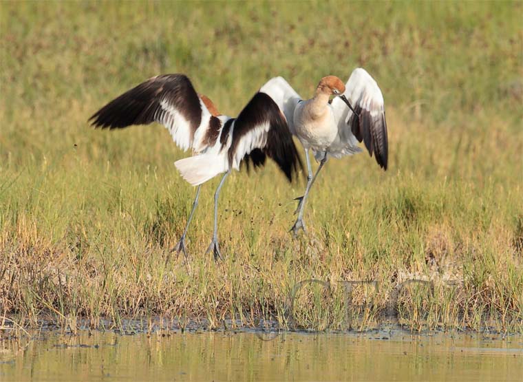 American Avocet dance  2/13  AEZ12966 copy.jpg