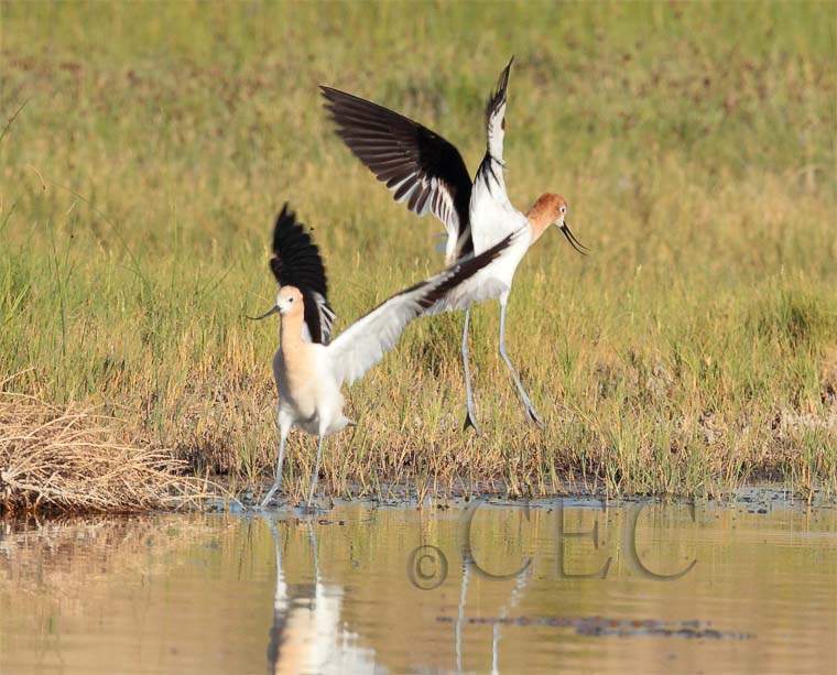 American Avocet dance  10/13  AEZ12974 copy.jpg