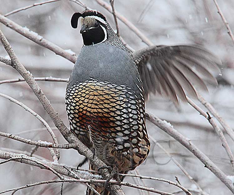 California Quail in snow _EZ51076 copy.jpg