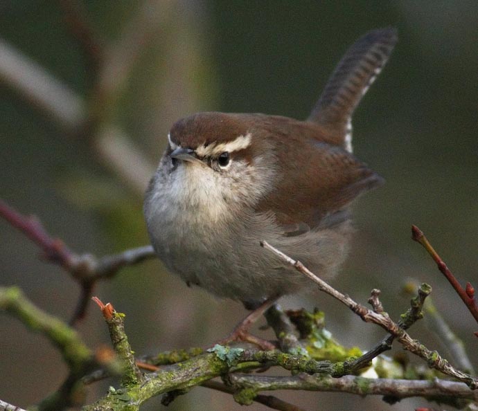 Bewicks Wren, Seattle DPP_1025343.jpg