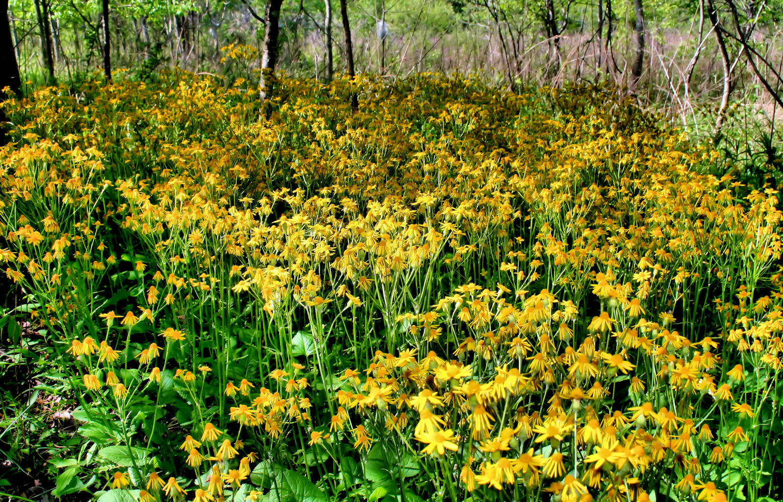 Spring Wild Flowers