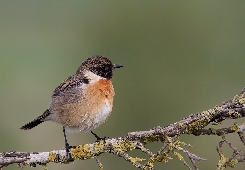 Stonechat  (male)