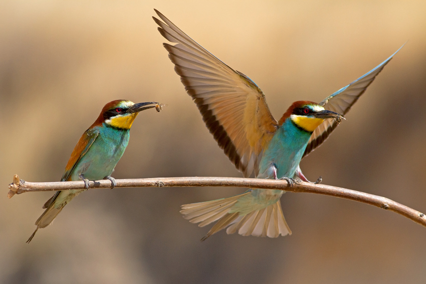 Bee Eaters