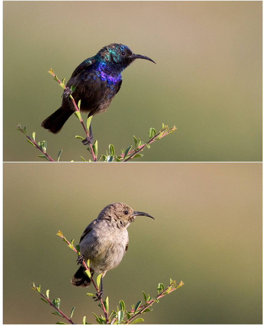 Palestine Sunbird