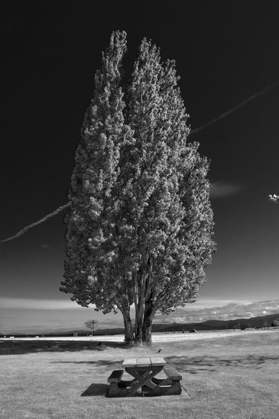CRW_0004bw.JPG