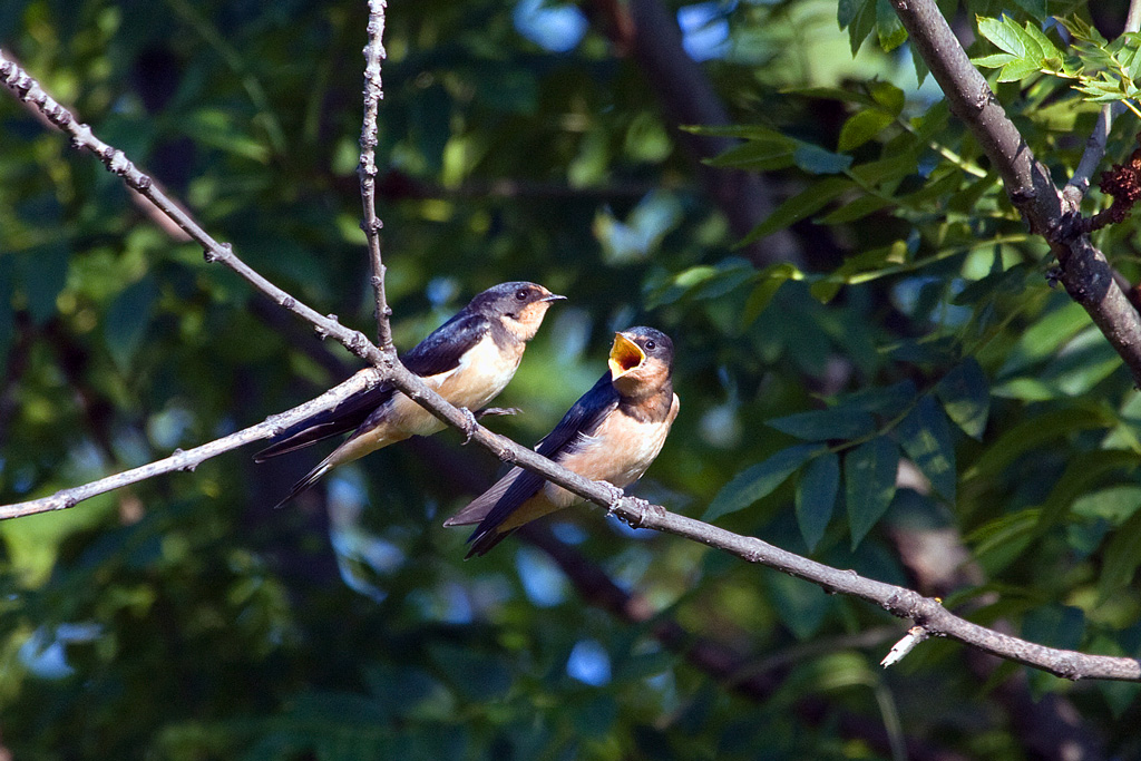 Cliff Swallow