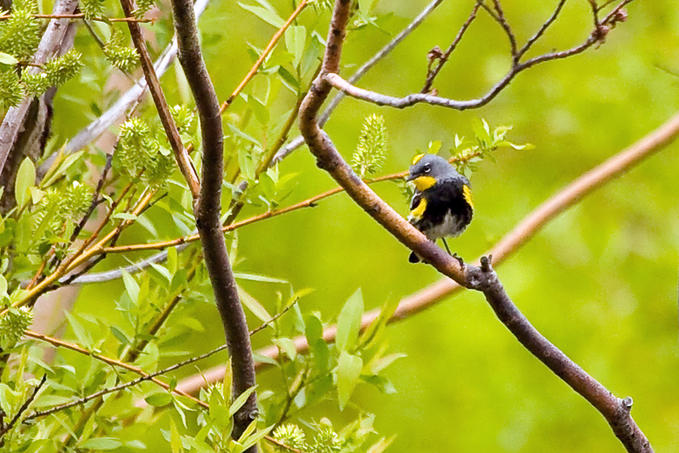 Audubons Warbler