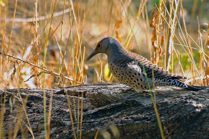 Northern Flicker