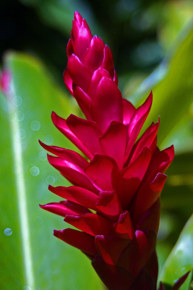 Hawaiian Flower