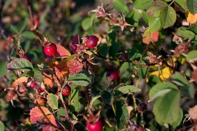 Wild Rose