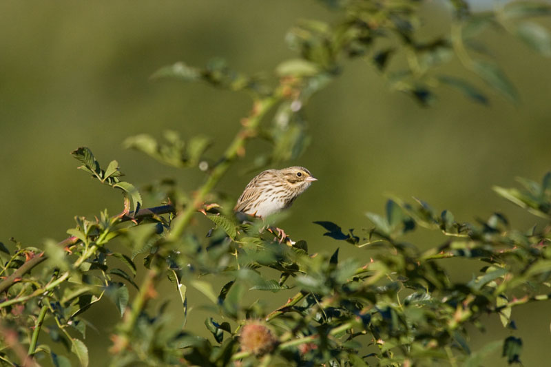 Song Sparrow