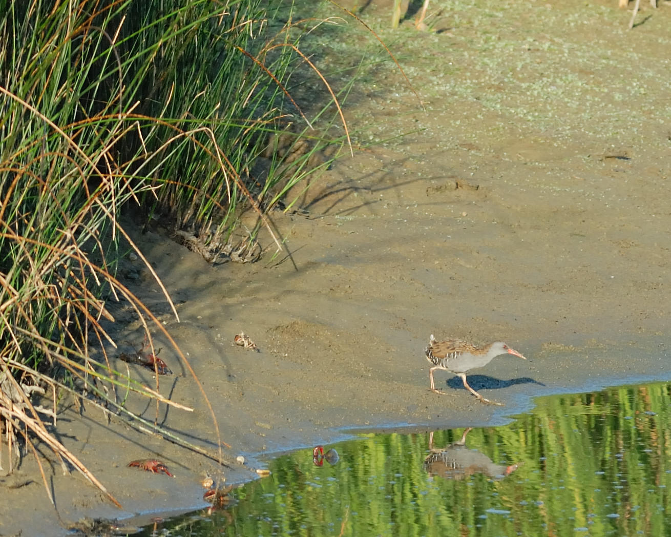 Porciglione (Rallus aquaticus)