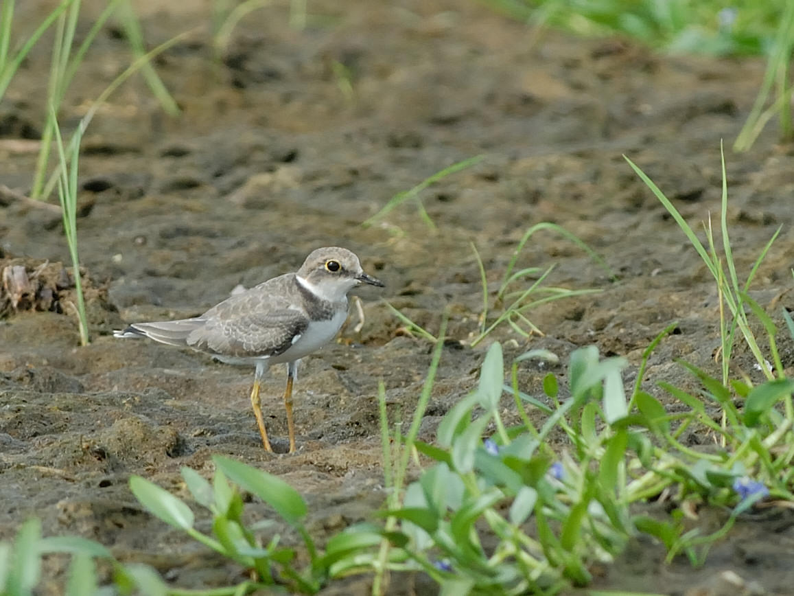 Corriere piccolo (Charadrius dubius)