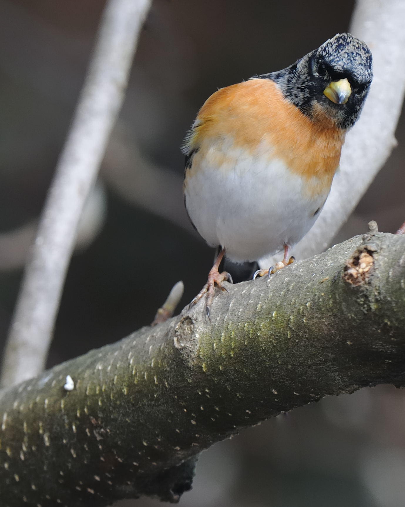 Peppola (Fringilla montifringilla)