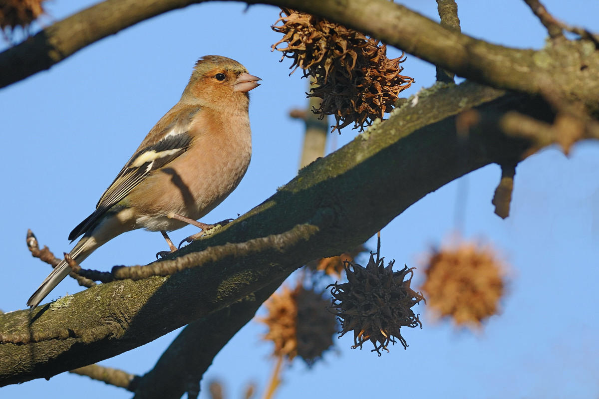 Finguello (Fringilla coelebs)